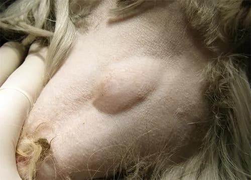 Przepuklina u psa: Objawy, które powinny zaniepokoić właściciela Przepuklina u psa: Objawy, które powinny zaniepokoić właściciela