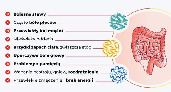 Objawy zaburzeń mikroflory jelitowej – jak rozpoznać i co robić? Objawy zaburzeń mikroflory jelitowej – jak rozpoznać i co robić?