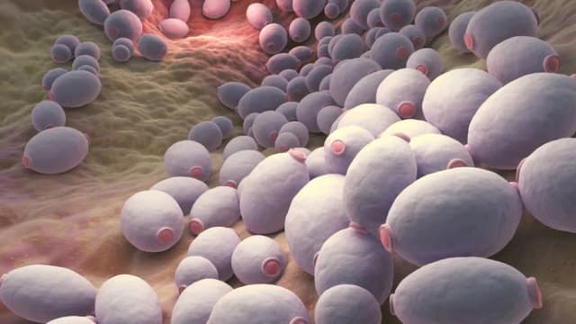 Skuteczne leki na grzyba Candida: Szybkie i pewne rozwiązanie problemu Skuteczne leki na grzyba Candida: Szybkie i pewne rozwiązanie problemu