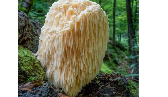 Lion's mane jako naturalny stymulator funkcji poznawczych – co mówi nauka Lion's mane jako naturalny stymulator funkcji poznawczych – co mówi nauka